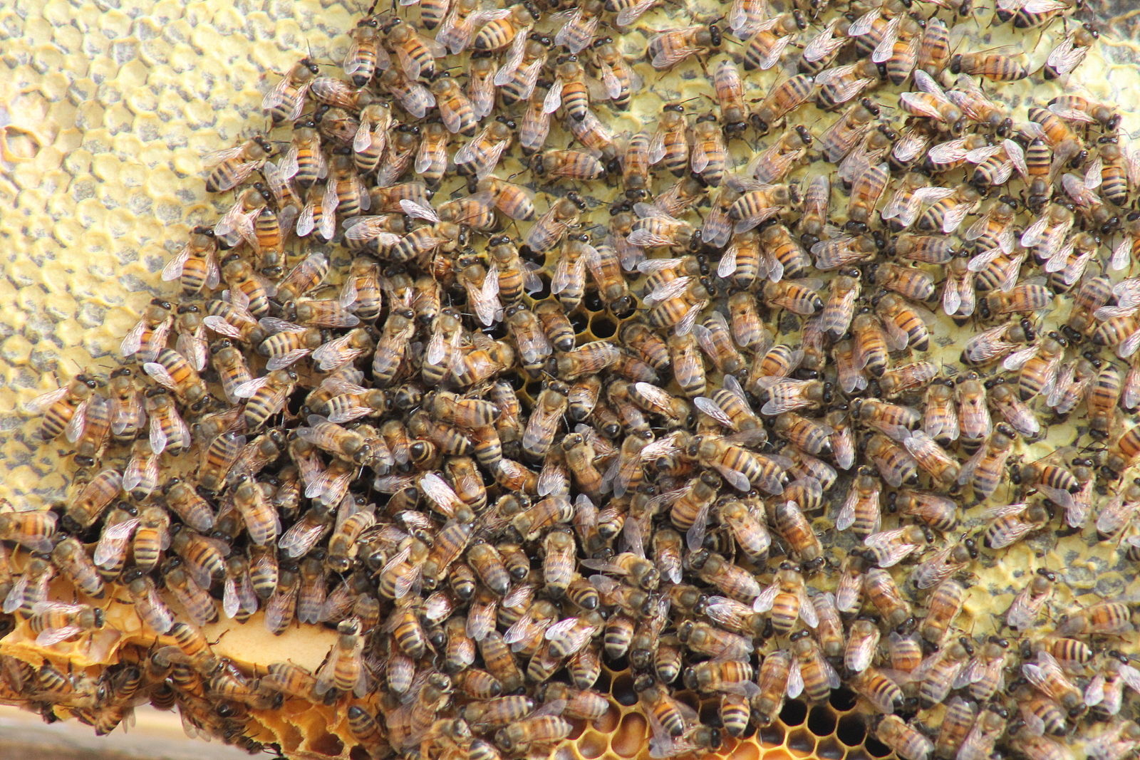A swarm of bees